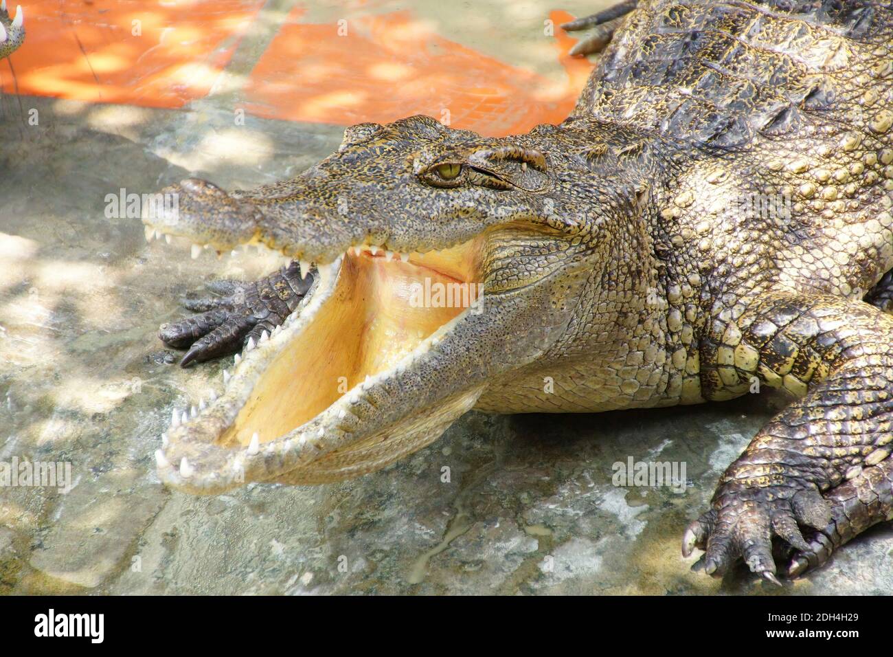 Erwachsenes Krokodil mit klaffenden Kiefer lange Xuyen Krokodilfarm, Mekong Delta, Vietnam Stockfoto