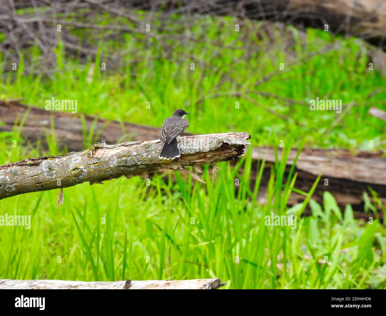 Eastern Kingbird Vogel thront auf einem gefallenen Baum Zweig bereit Um die Flucht von High Grass zu nehmen Stockfoto