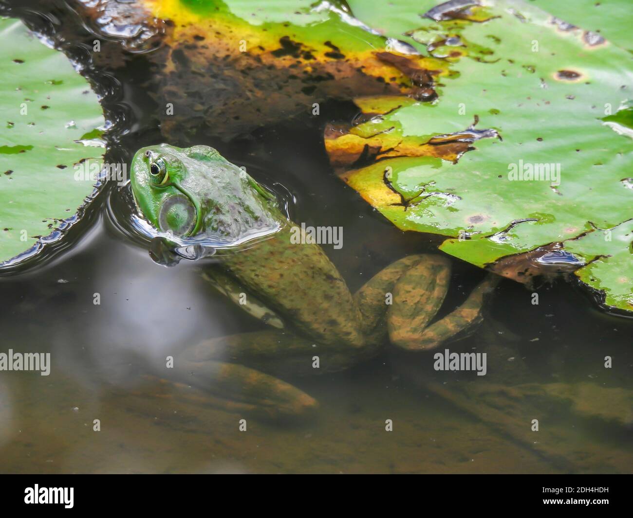 Große Bullfrog im Teich neben Lily Pads mit Kopf über Wasser, Rest des Körpers und Beine im Wasser, aber sichtbar Stockfoto