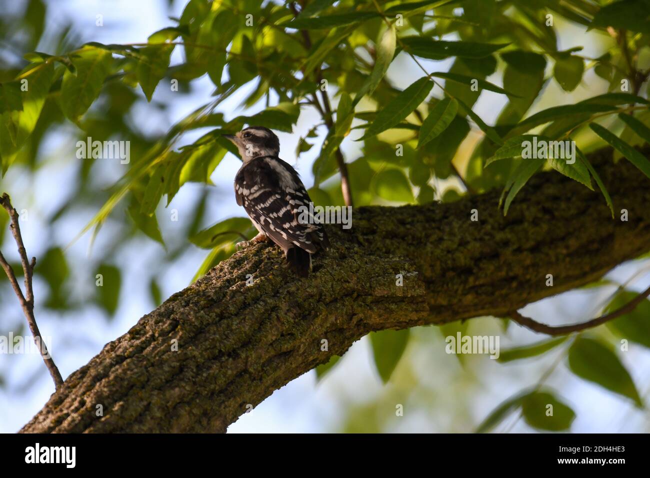 Baby Downy Specht Vogel thront auf Baum Gliedmaßen Blick nach oben Mit grünen Blättern verschwommen im Hintergrund Stockfoto