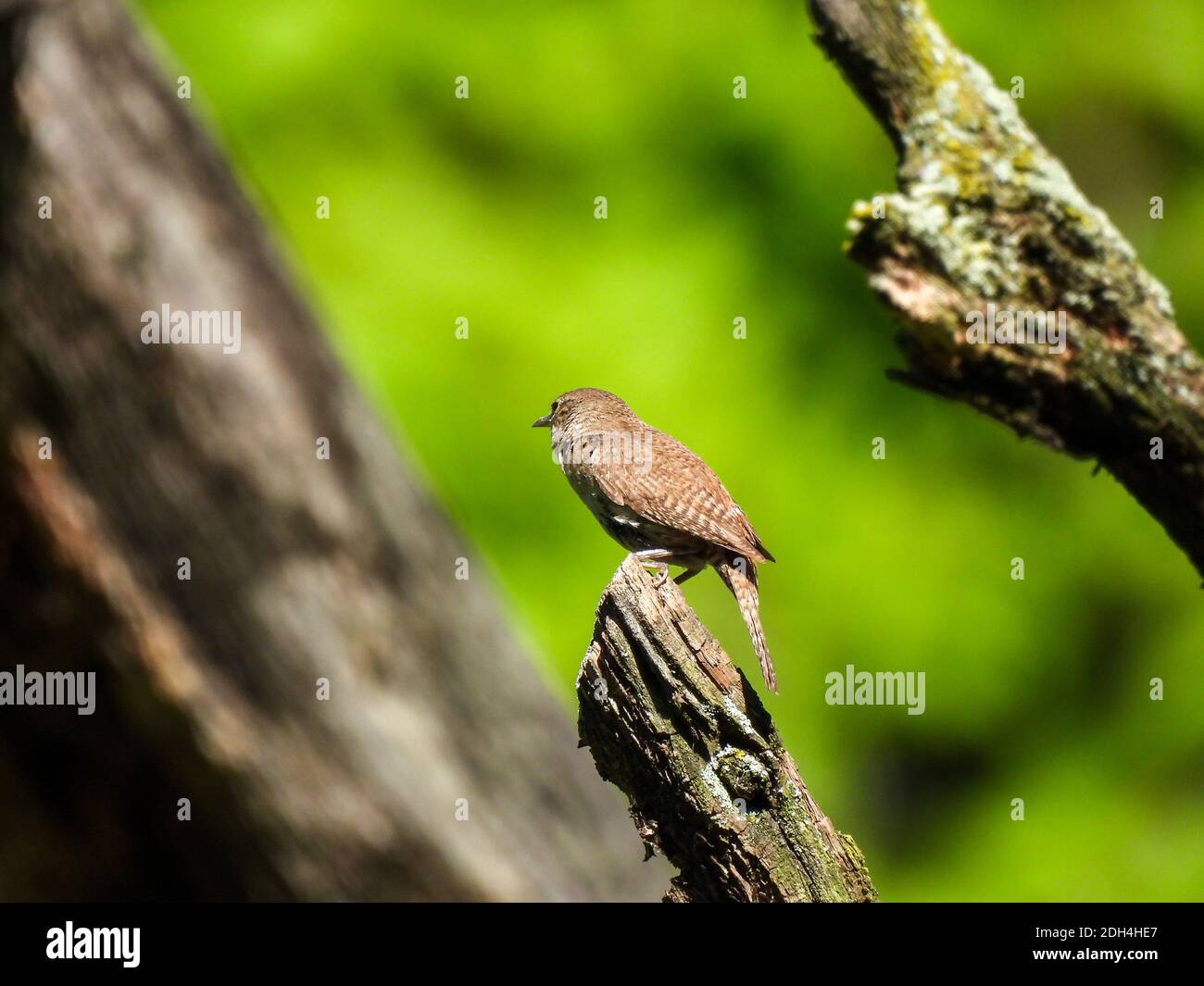 Haus Wren Vogel von hinten mit schönen Färbung und Muster zu Federn, Tipp von Schnabel und Auge, thront auf der Spitze des Baumes Zweig, Grün Laub Weichzeichnung Stockfoto