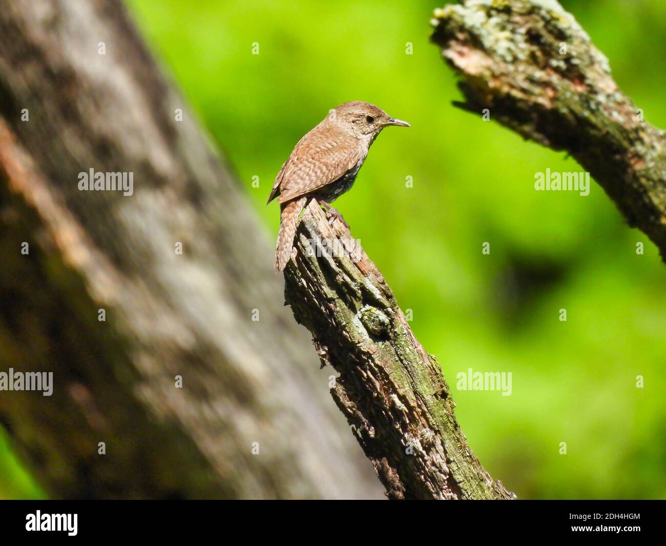 Haus Wren Vogel thront auf der Spitze von Baum Zweig mit Schöne grüne Laub und andere Zweige und Baum Trunks in Hintergrund Stockfoto