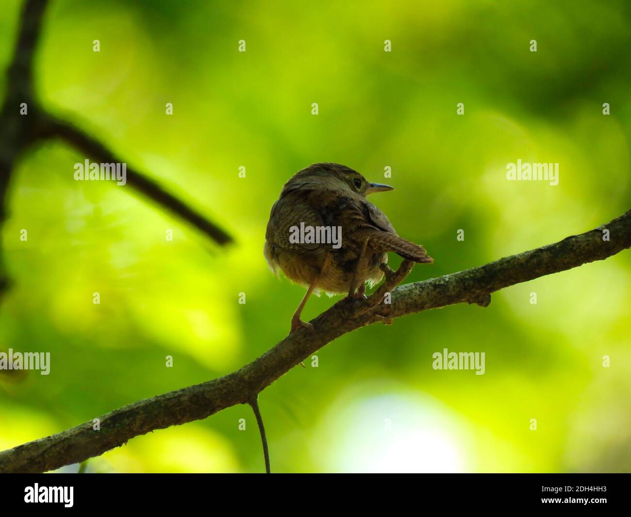Haus Wren Vogel thront auf Lone Tree Branch mit schönen Gestreifte gemusterte Federn mit im Hintergrund verschwommenem grünen Wald Stockfoto
