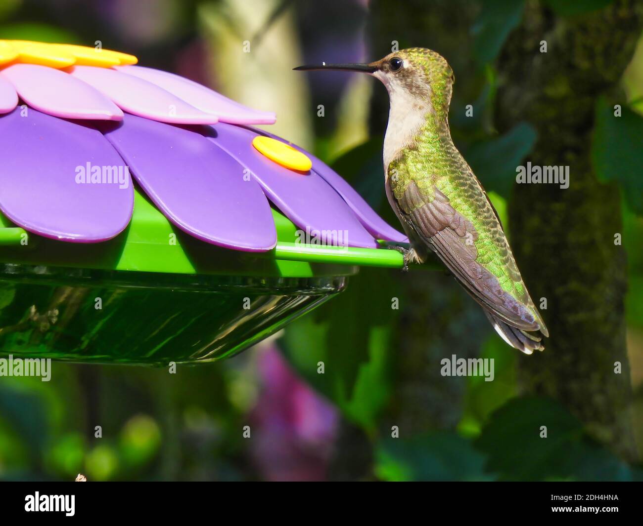 Rubinkehliger Kolibri schaut auf, als er Nektar von einem Purple trinkt Blume geformte Vogel-Feeder mit grün irisierenden Federn Glänzend aus Die Sonne an Stockfoto
