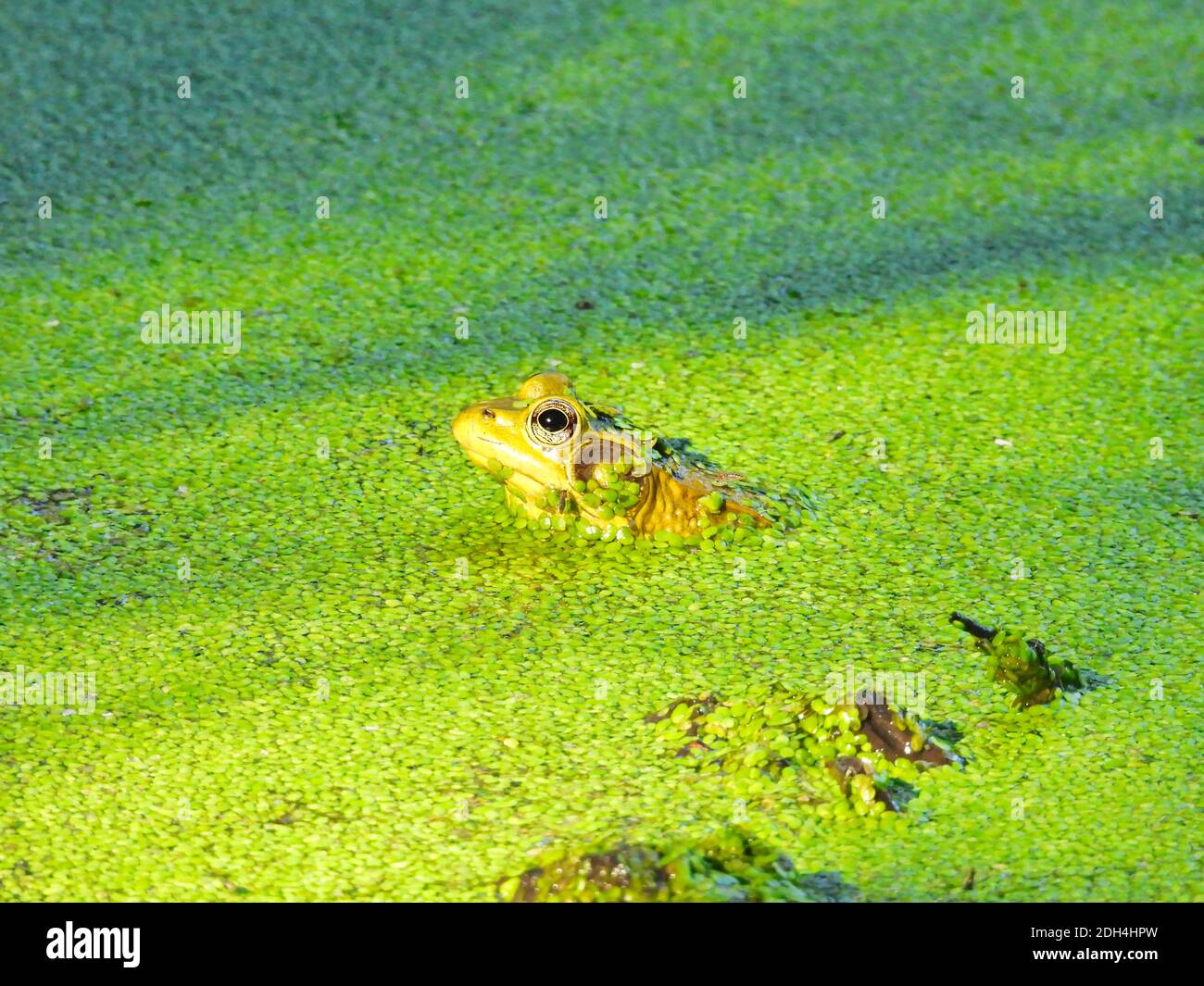 Profilansicht von hellgrün Junge Bullfrog untergetaucht zu seiner Kopf in einem Teich mit hellen grünen Entenkraut bedeckt mit Die Sonne Scheint Stockfoto