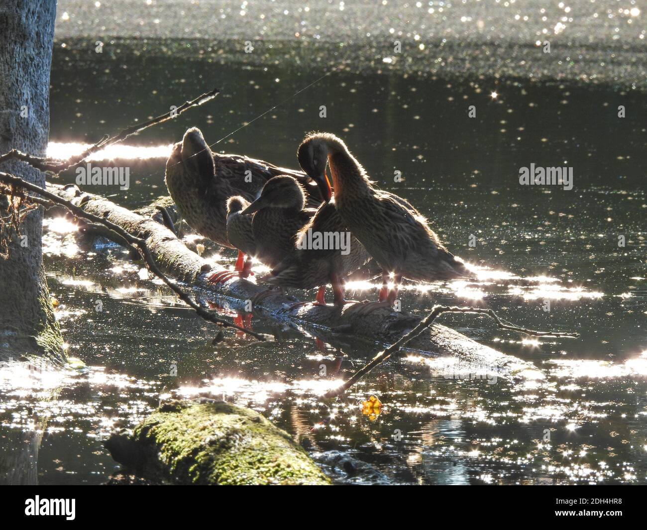 Weibliche Mallard Wasservögel Vögel Enten Pflege auf einem Log mit Ihre Reflexion im Wasser im Sonnenaufgang Stockfoto
