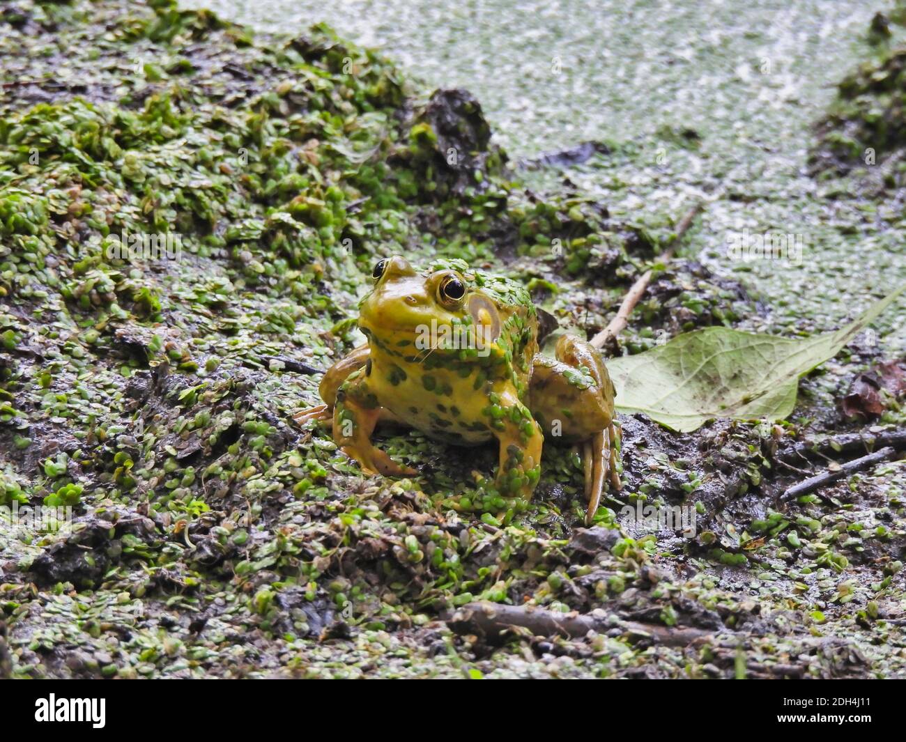 Bullfrog sitzt auf Muddy Pond Bank bereit, aus zu springen Wasser in Duckweed bedeckt, die auch an der klebt Ufer und Frosch Stockfoto