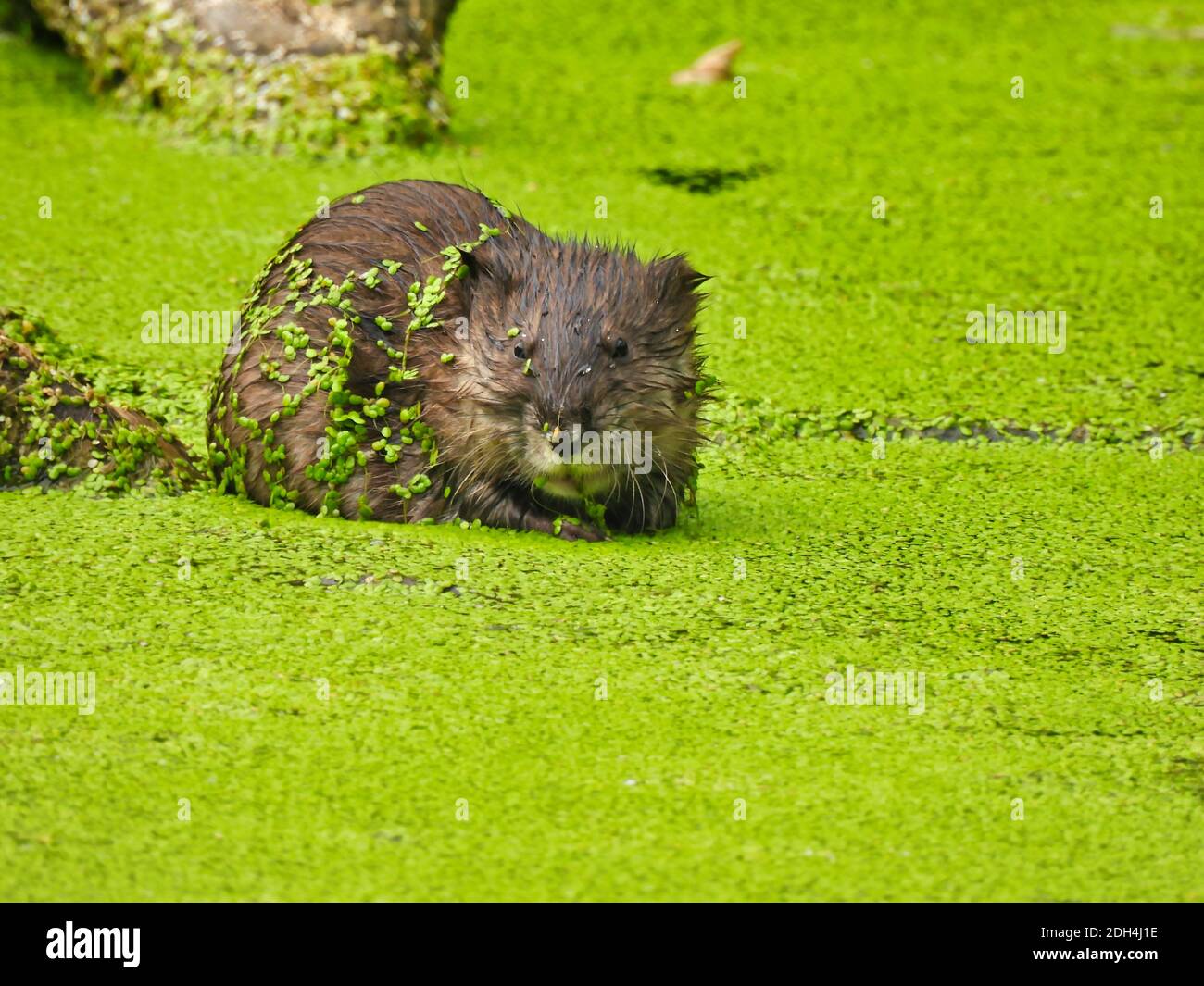 Nahaufnahme von Muskrat sitzen im Teich in Entenkraut mit bedeckt Blätter an Nagets Fell und Gesicht geklebt Stockfoto