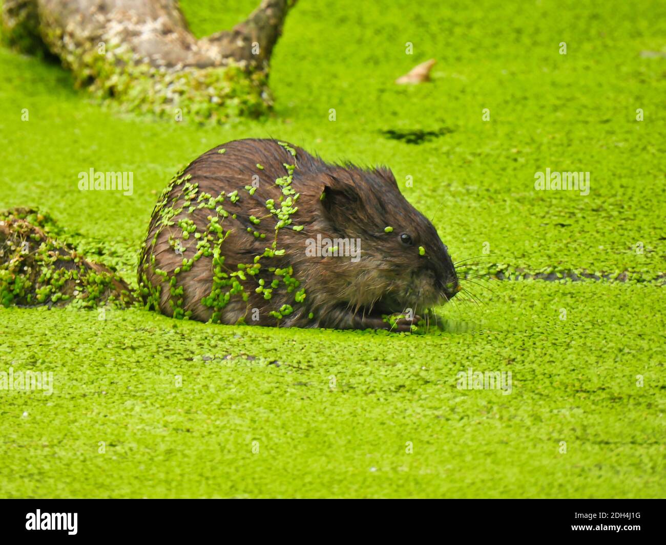 Bisamratte in einem Teich: Eine Bisamratte sitzt in einem Teich, der mit der Entengrasblüte bedeckt ist, die leuchtend grün ist und die gesamte Wasseroberfläche bedeckt und an der festklebt Stockfoto