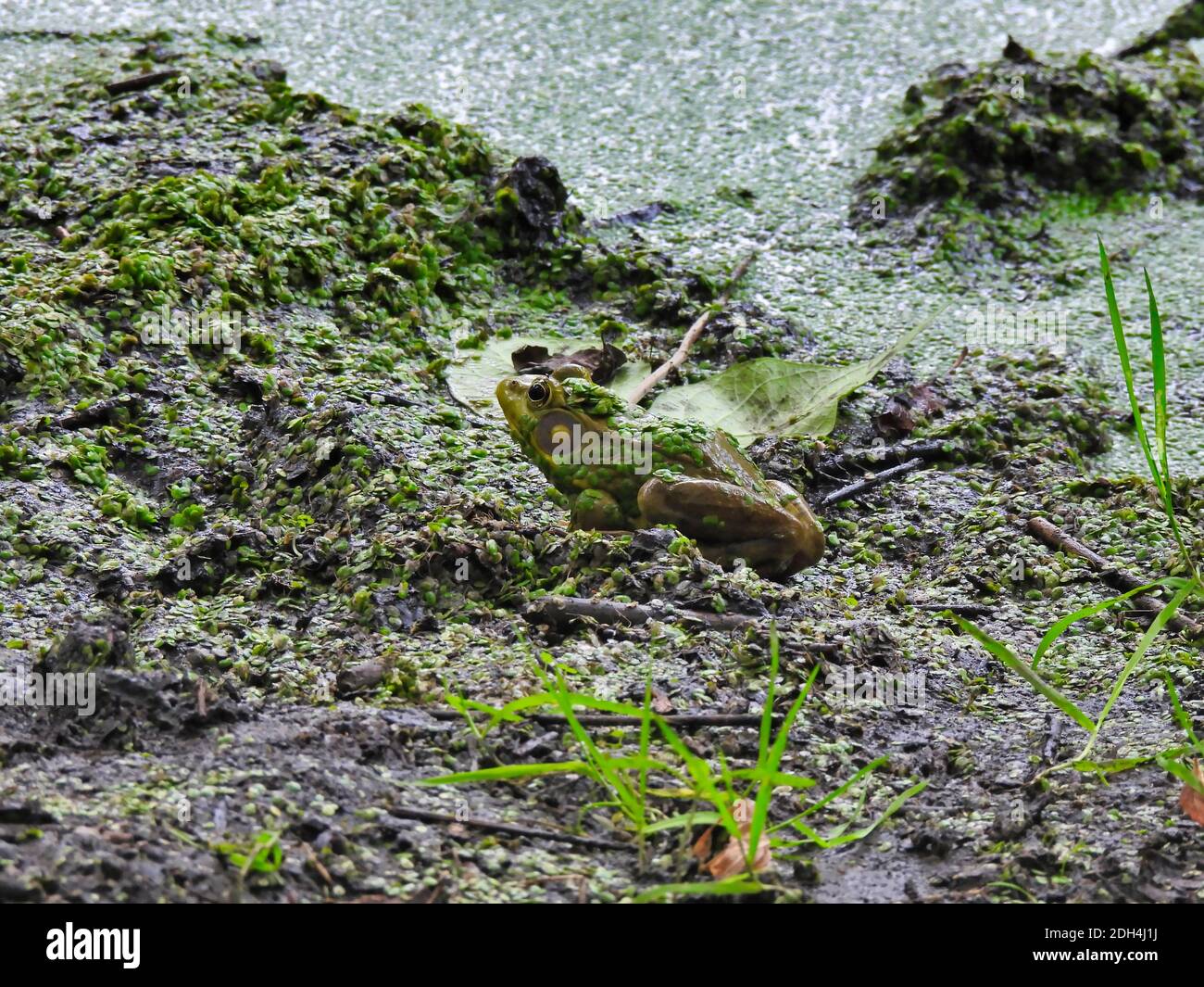 Bullfrog sitzt auf Muddy Bank von einem Teich, das ist Bedeckt in Entenweed Pflanzen auch auf Shore und Frosch übersät Stockfoto
