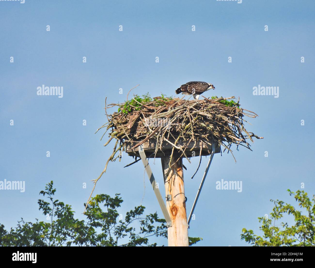 Fischadler Greifvogel steht auf Nest gemacht auf Plattform Mit Schnabel öffnen mit blauem wolkenbedeckter Himmel im Hintergrund Stockfoto