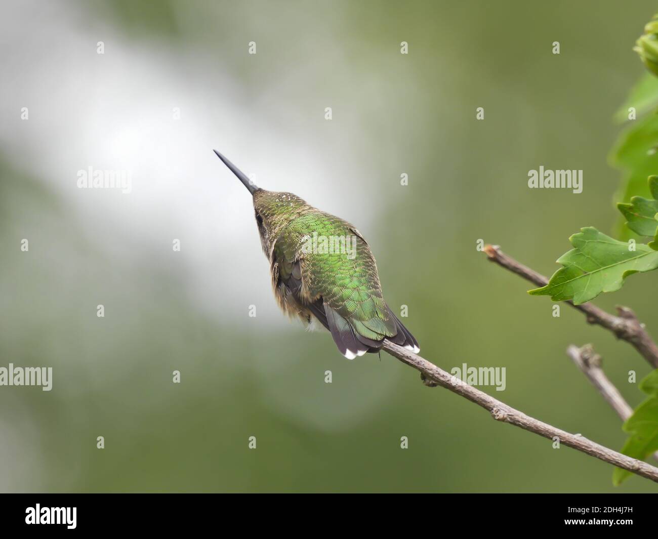 Rubinkehlige Kolibri isoliert von hinten gesehen auf einem thront Bush Stem Stretching mit Schnabel zeigt nach oben in Einhorn-Position Stockfoto