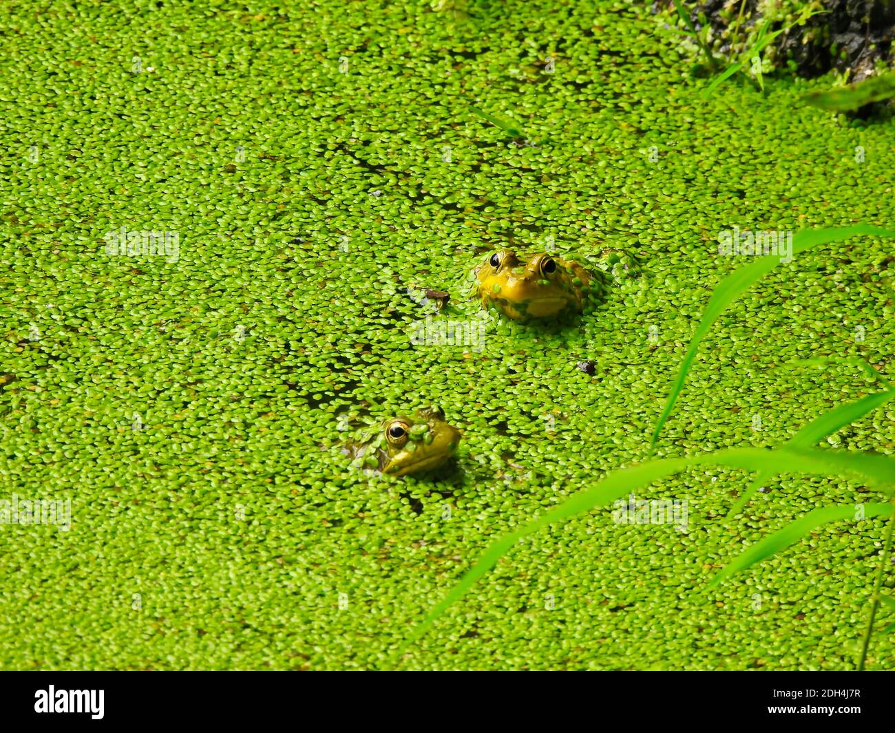 Zwei kleine Baby Junge Bullfrösche mit Körper in Wasser getaucht bedeckt mit hellen grünen Entlein ihre Köpfe, Ohren und Augen sichtbar auf einem sonnigen Sommer Stockfoto