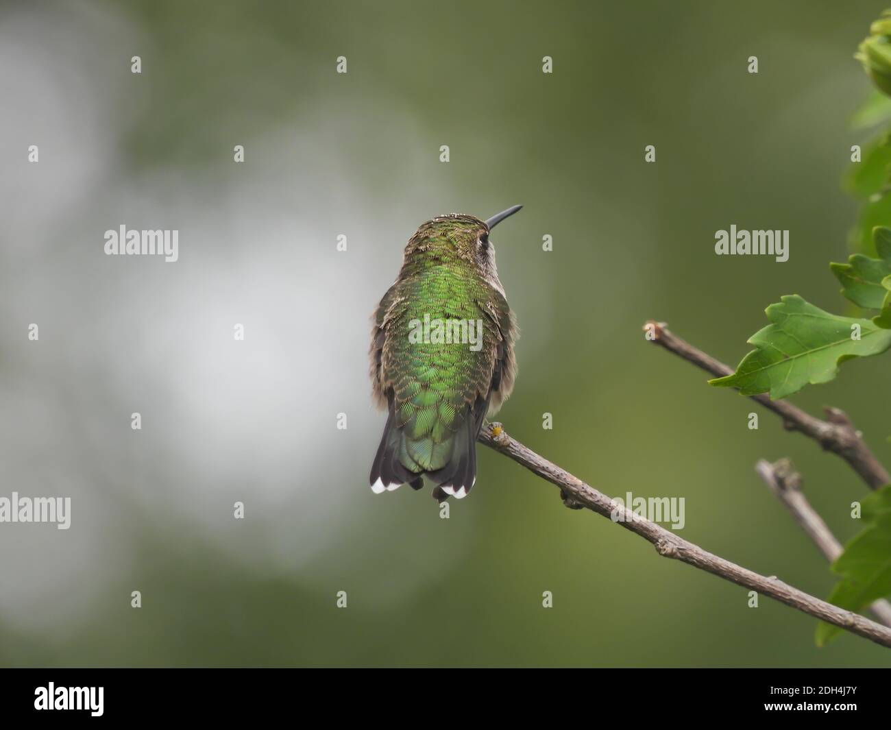 Rubinkehliger Kolibri in leichter Profilansicht mit geradem schmalen Schnabel Und Eye Showing zusammen mit unglaublich schillernden grünen Federn auf Zurück Stockfoto