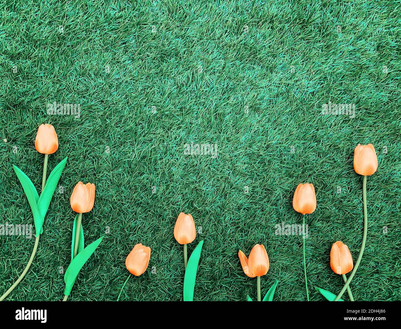 Rosafarbene Tulpenblumen Grenzen auf Grasgrund Stockfoto