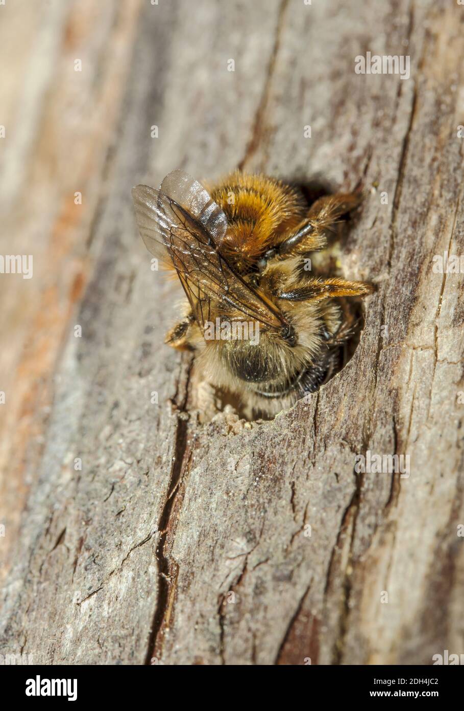 Rote Maurerbiene „Osmia Rufa“ Stockfoto