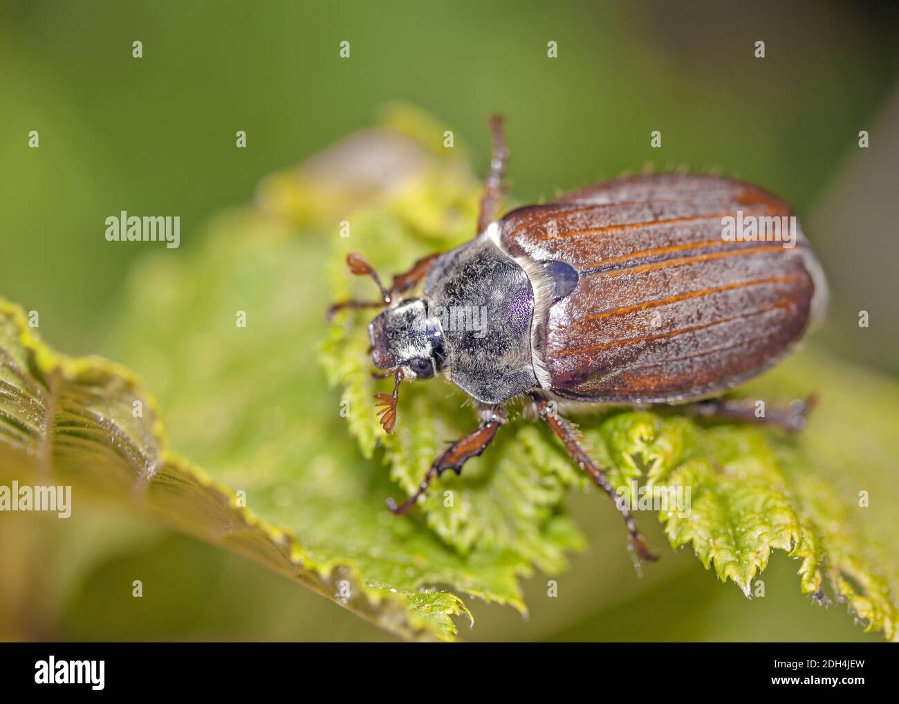 Europäische cockchafer 'melolontha melolonthaâ €˜ Stockfoto