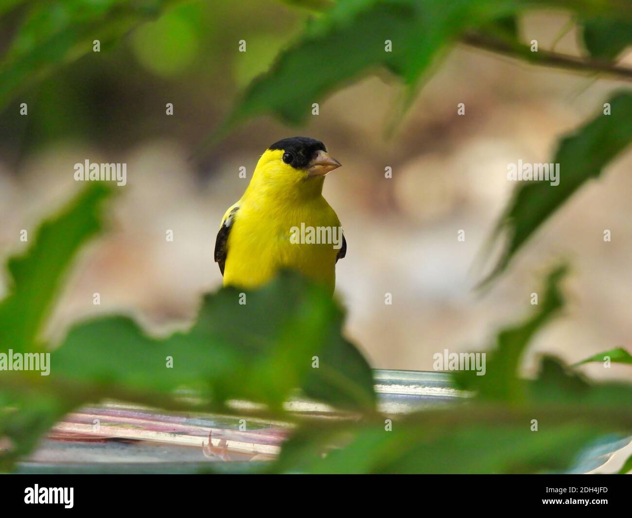 Ein amerikanischer Goldfinch Yellow Bird thront auf Bird Bath in Zwischen grünen Blättern, wie es seitlich aussieht Stockfoto