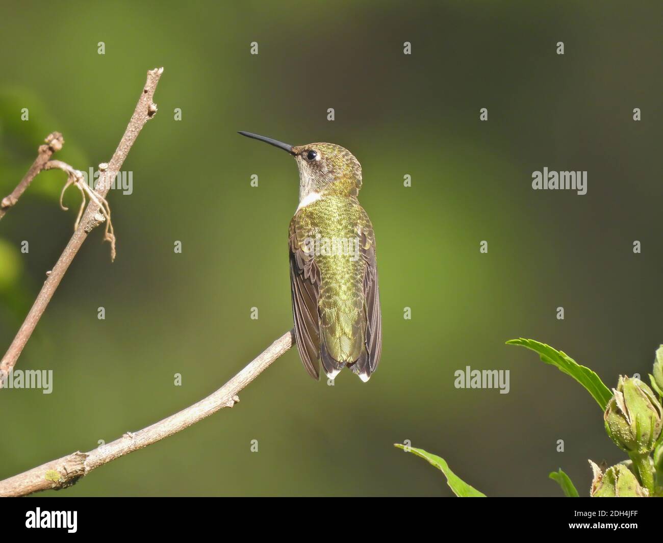 Ruby-throated Hummingbird Profilansicht auf Bush Stem mit Grün Schillernde Rückenfedern und langer schmaler Schnabel mit grüner Fauna Verschwommener Rückstand Stockfoto