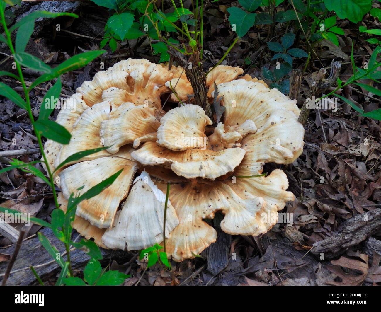 Nahaufnahme von Wild Mushroom Large Polypore, die auf dem Boden wachsen Auf Holzspäne Pfad mit Pflanze wächst durch das Zentrum Mikro von Weiß und Braun Mus Stockfoto