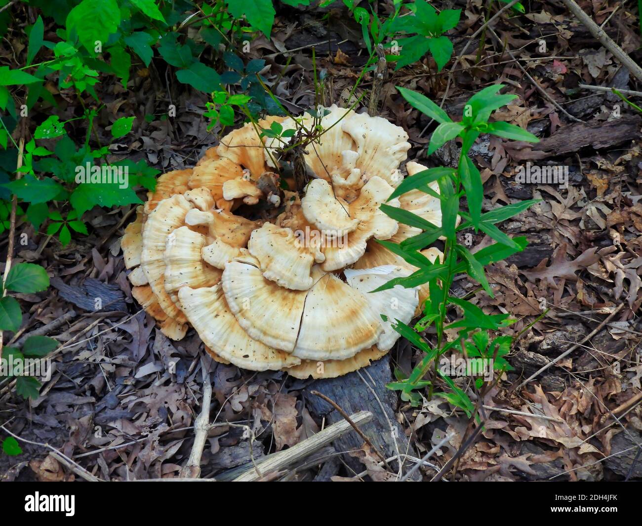 Wild Mushroom große Polypore wächst aus Holz gechipt Trail mit Grüne Vegetation, die durch die weißen und braunen Pilzen wächst Pilz Stockfoto