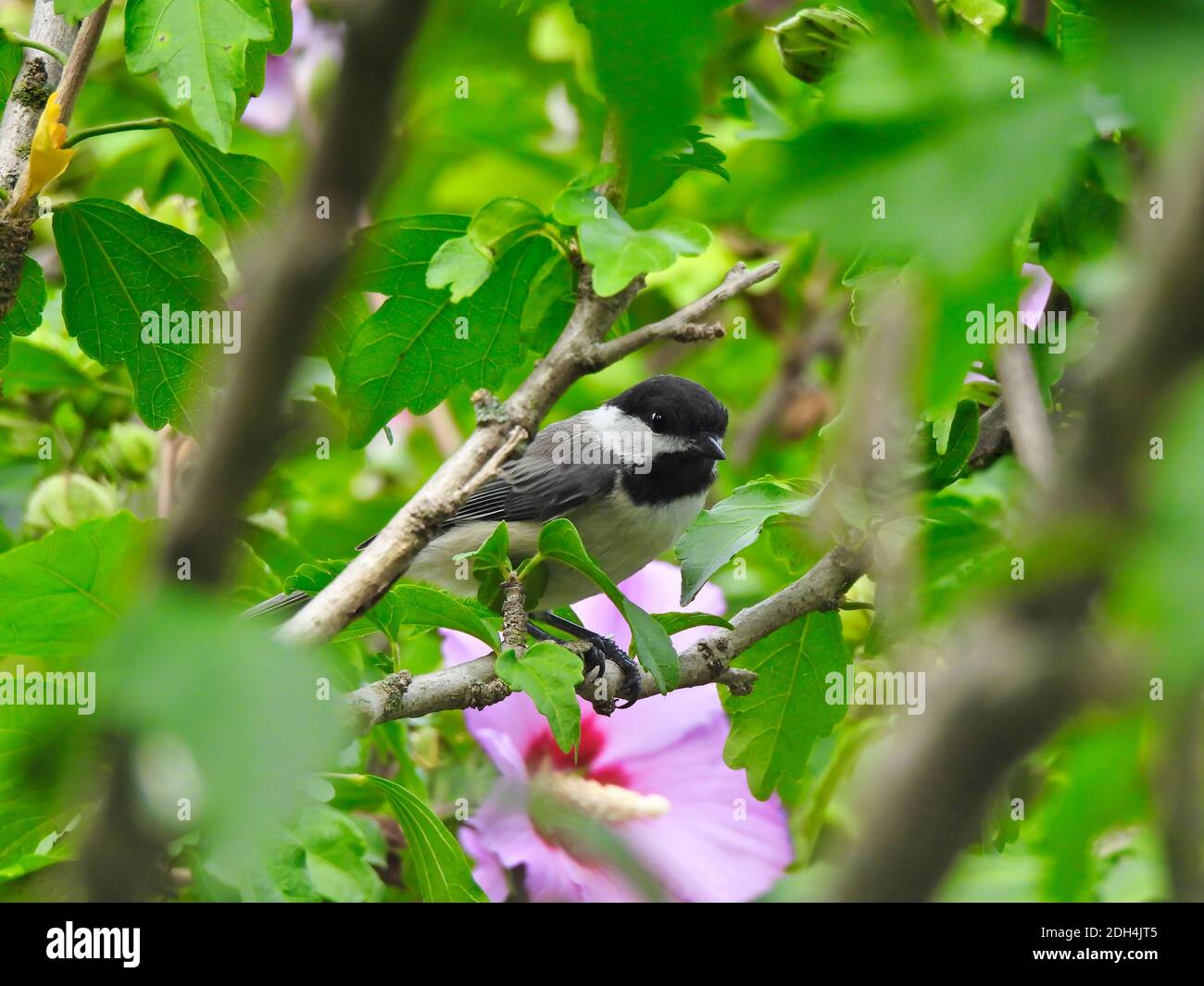 Chick-a-Dee Vogel im Hibiscus Blumenbusch versteckt zwischen grünen Blättern und Blumenblüten mit schwarzen, weißen und grauen Federn Stockfoto