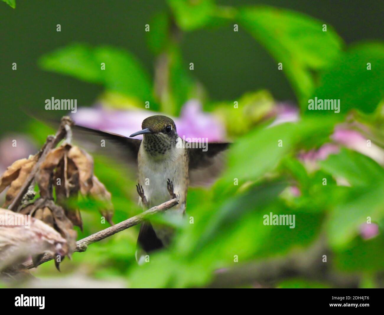 Rubinkehliger Kolibri, der mit den Füßen nach oben zu Barsch auf dem Zweig fliegt Bereit zum Schnappen Stem neben grünen Blättern Stockfoto