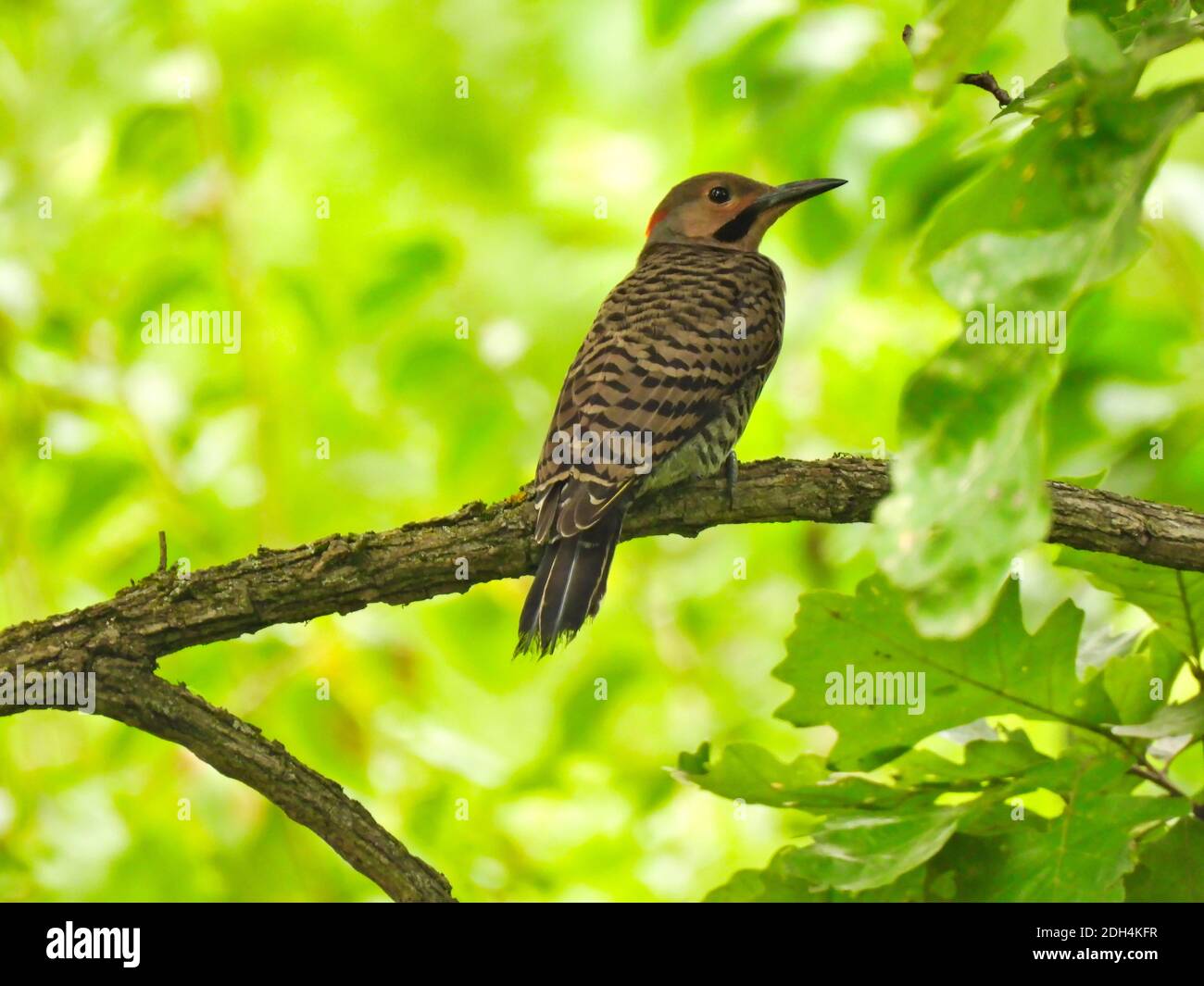Northern Flicker Specht Vogel thront auf einem Baum Zweig mit Üppige grüne Vegetation und Blätter rund um den männlichen Specht Mit seinem Kopf T Stockfoto