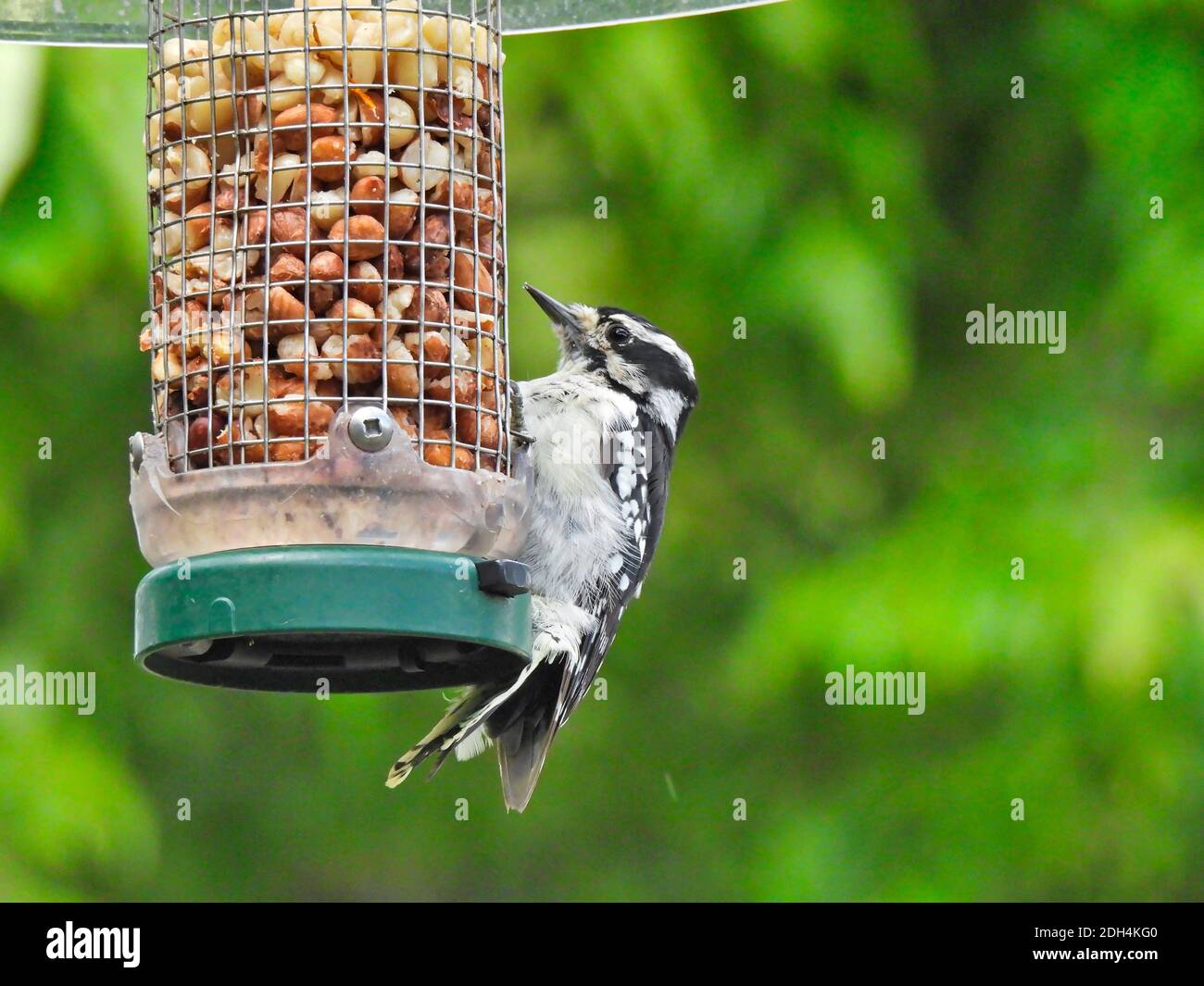 Specht auf einem Futterhäuschen: Specht-Vogel klammert sich an die Seite eines Futterhäuschen und hält Erdnüsse mit grünem Laub im Hintergrund Stockfoto