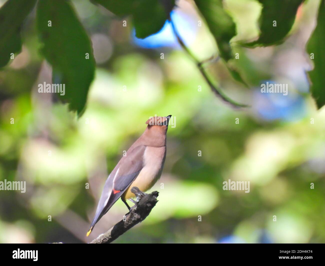 Cedar Waxwing Bird thront am Ende des Baumzweiges Blick nach oben und zur Seite mit grünen Blättern und Andere Blätter verschwommen im Hintergrund Songbird PE Stockfoto