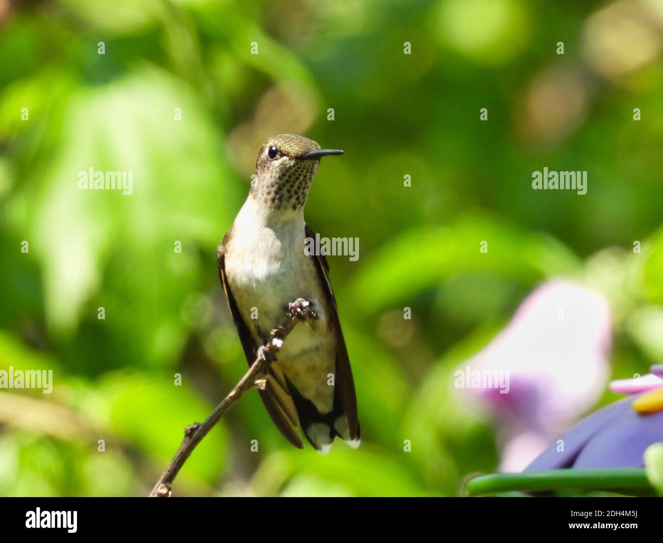 Junge männliche Rubinkehlchen Kolibri wie rote Kehlfedern beginnen zu Show auf Bush Stem und Green Laub in verschwommen thront Hintergrund Stockfoto