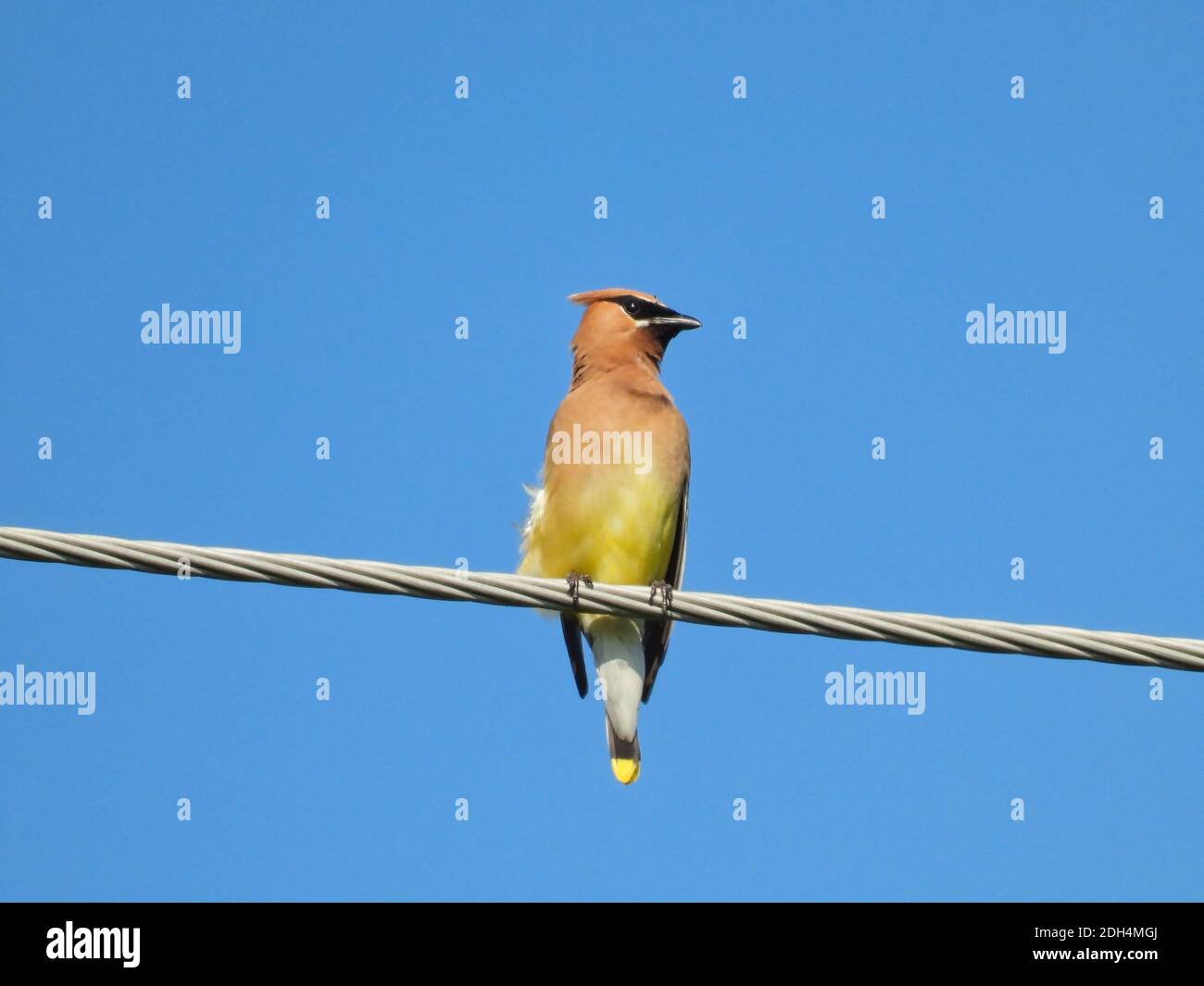 Zedernwachflügel Vogel auf einem elektrischen Draht mit Kopf thront An einem schönen Sommertag mit nach links gedreht Ein strahlend blauer Himmel im Hintergrund Stockfoto