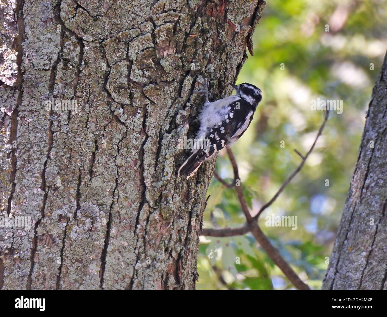 Specht Vogel Scaling einen Baumstamm Inspektion der Barke Mit seinem Schnabel für Insekten in der Mitte der Wald Stockfoto
