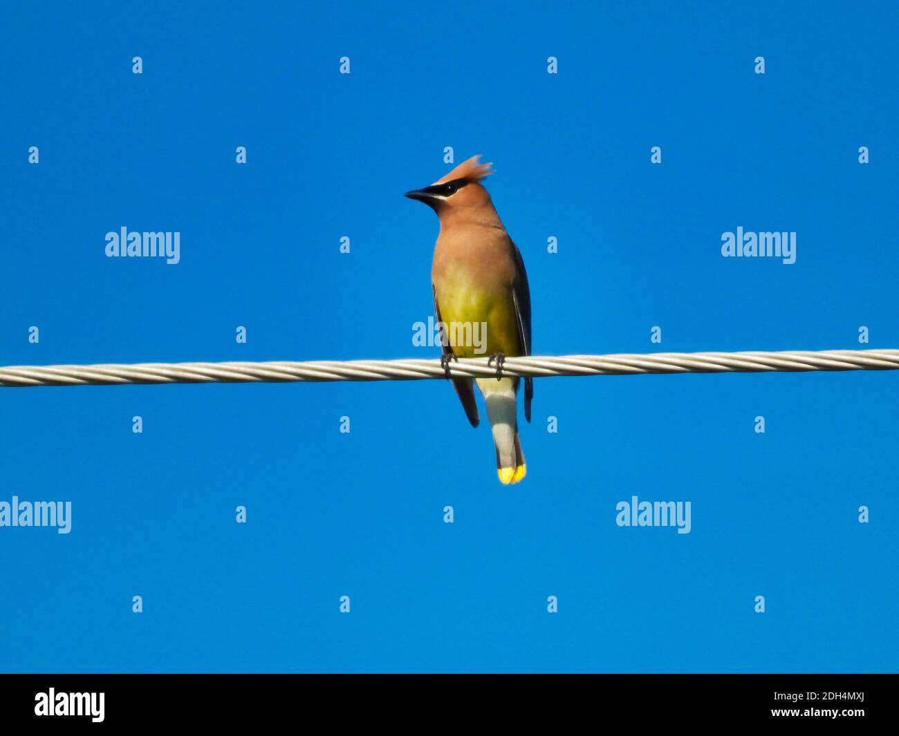 Zedernwachflügel Vogel auf einem elektrischen Draht mit Kopf thront An einem schönen Sommertag mit nach rechts gedreht Ein strahlend blauer Himmel im Hintergrund Stockfoto