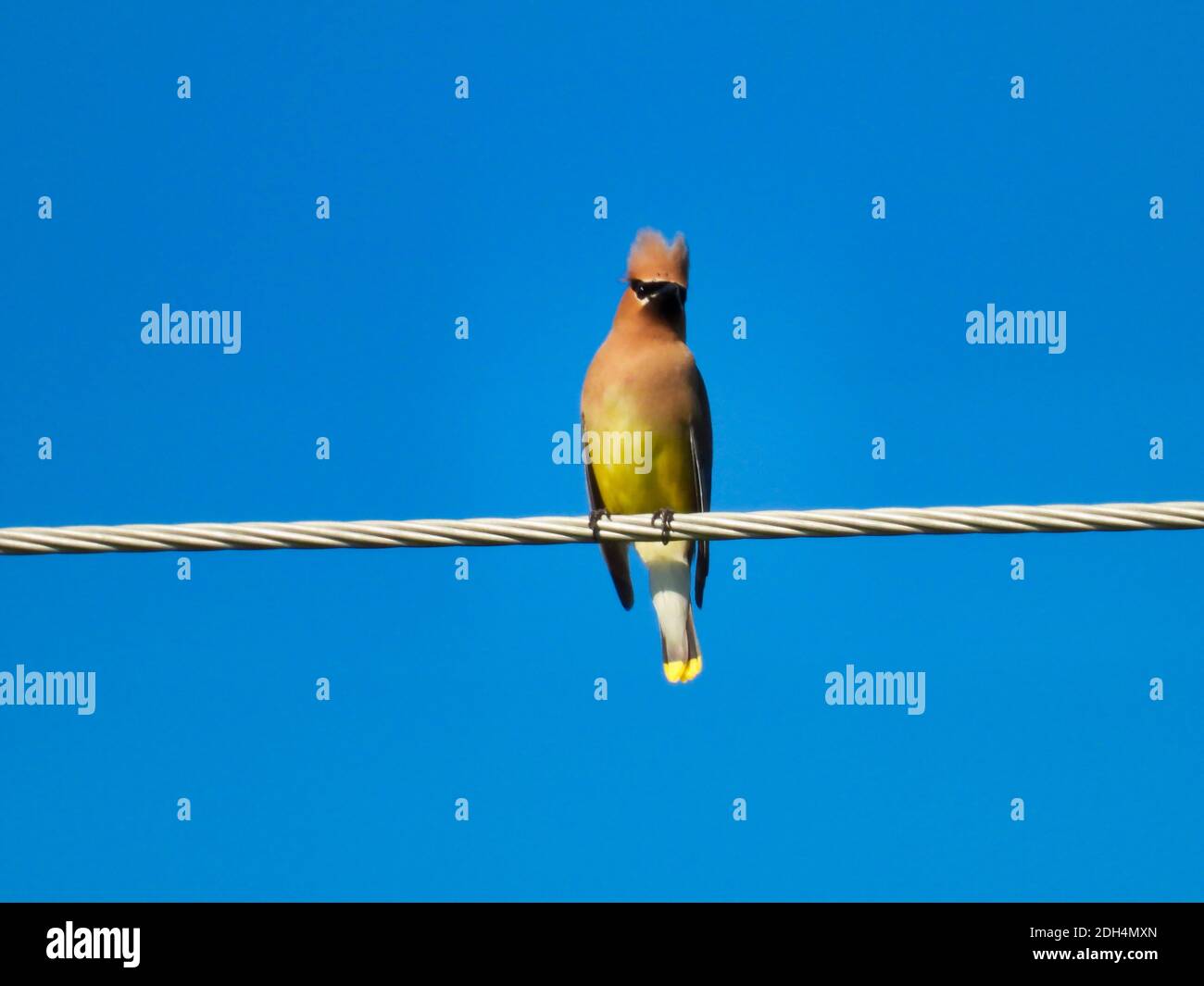 Zedernwachflügel Vogel auf einem elektrischen Draht nach vorne An einem schönen Sommertag mit einem strahlend blauen Himmel Im Hintergrund Stockfoto