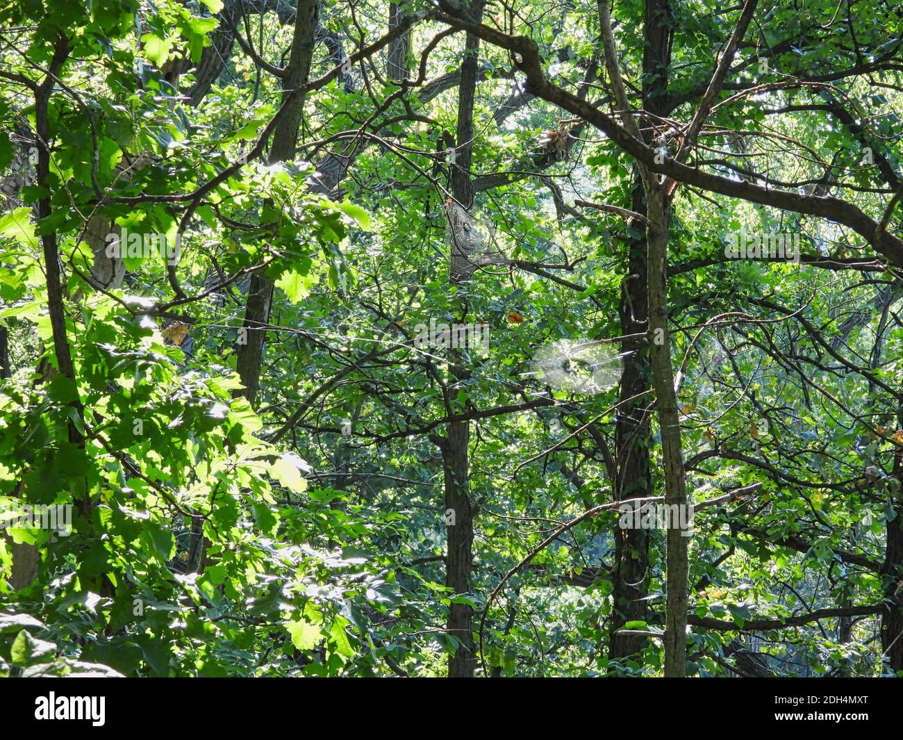 Drei Spinnennetze durch einen Wald Landschaft Blick in früh Morgensonne wartet darauf, Insekten zu fangen Stockfoto
