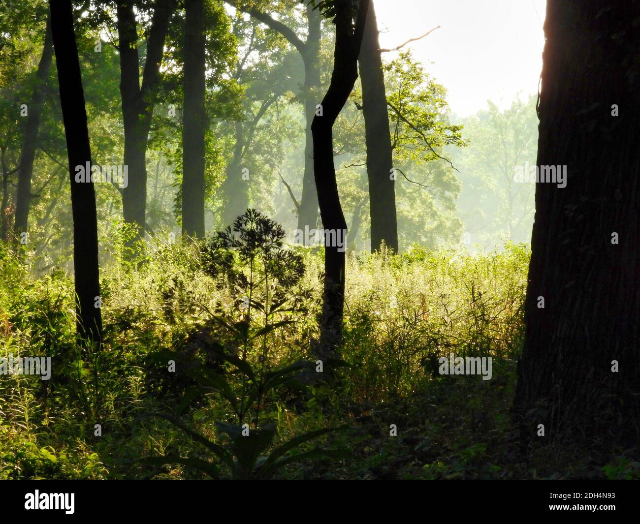 Sonnenaufgang Morgenröte Blick in den Wald mit hellem Licht kommen Durch die Bäume Hervorhebung Wildblumen und Hochgras und Silhouetting Baumleitungen Stockfoto