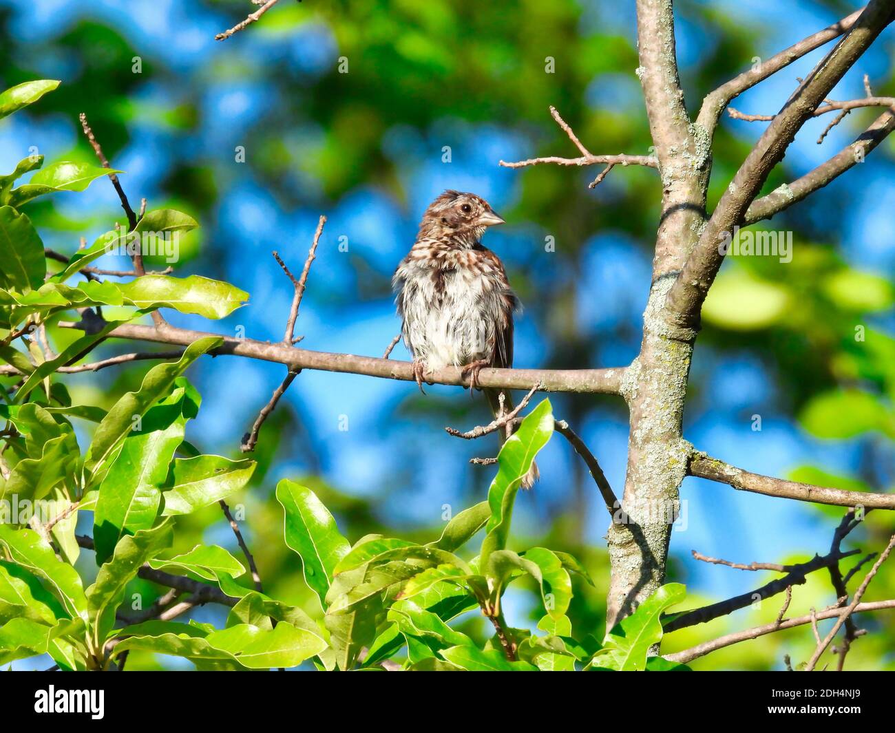 Junger Sperlingsvogel mit wackeligem Hals sitzt auf einem Baum Zweig umgeben von grünen Blättern und blauem Himmel Stockfoto