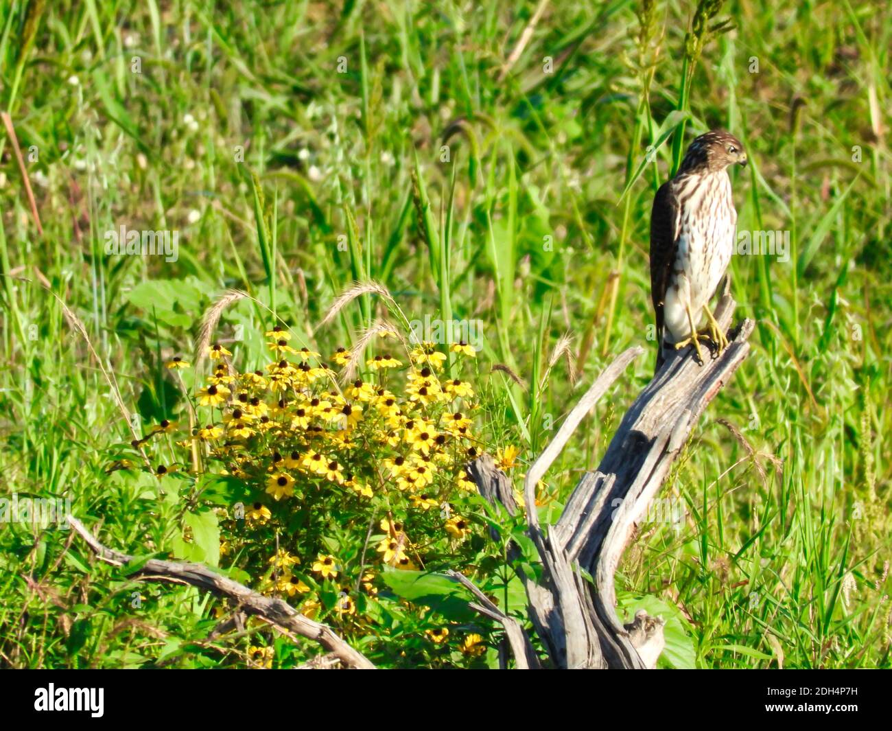 Cooper's Hawk Bird of Prey auf Dead Branch Next Zu Yellow Daisy-Life Wildflowers verzweigte Kegelblumen mit Green Meadow verschwommen Im Hintergrund Stockfoto