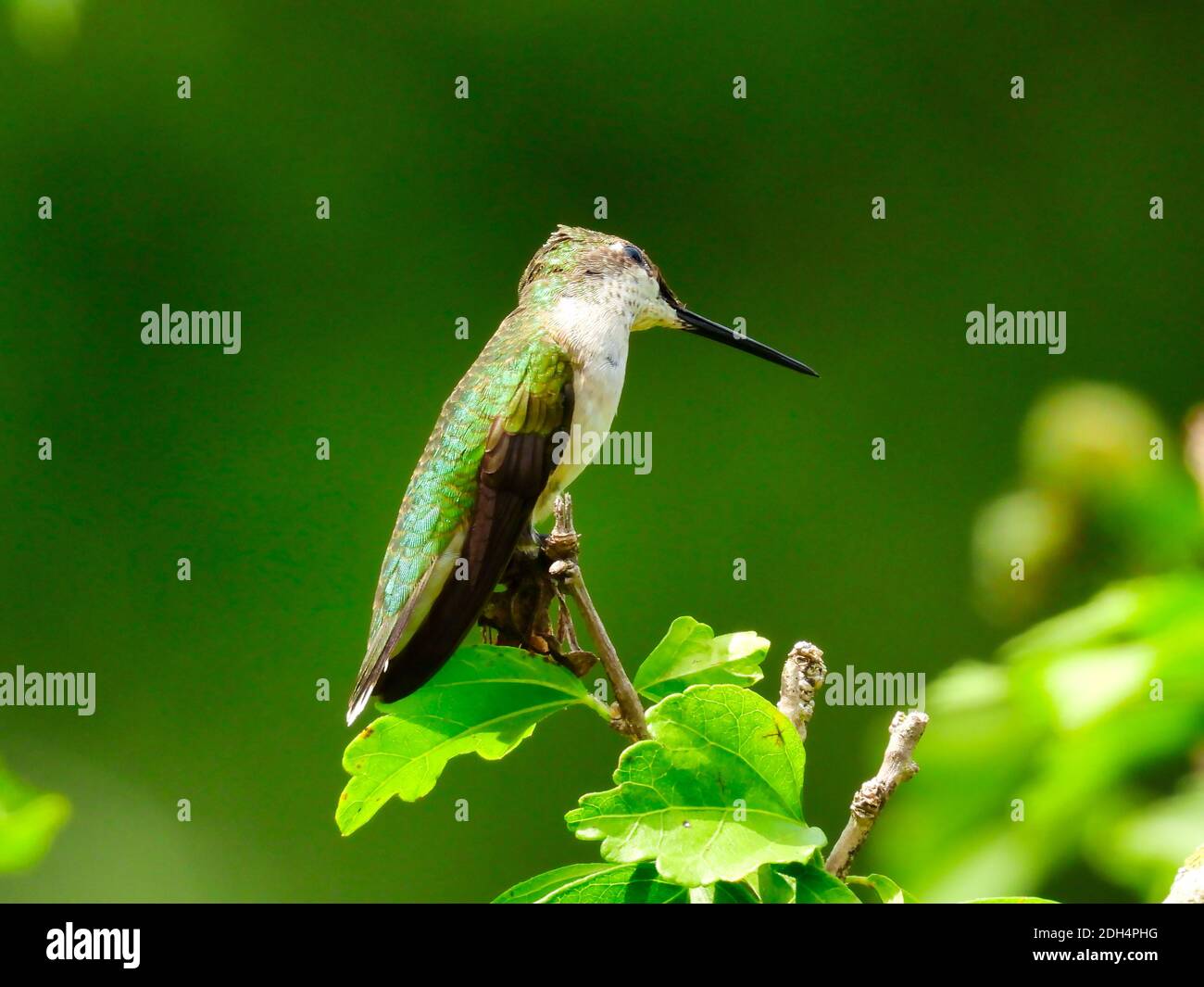 Rubinkehliger Kolibri, der auf einem Baumzweig mit geneigtem Kopf thront Zur anderen Seite mit einem Auge nach oben schauen und schmal Skinny Schnabel aus - A-Serie Stockfoto
