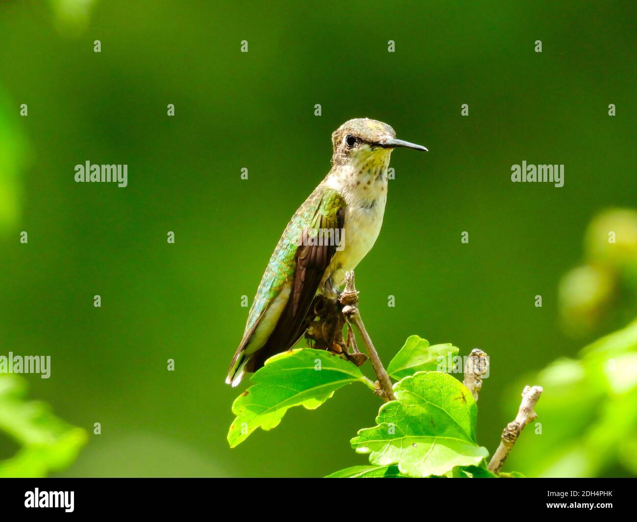 Junge Rubinkehlige Kolibri thront am Ende von Zweig mit Ein paar grüne Blätter mit jugendlicher Kolibri, die rote Federn wachsen Am Hals Stockfoto
