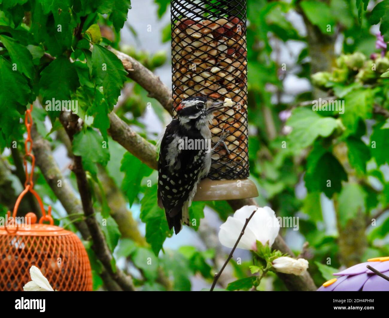 Männlicher Specht-Vogel hängt an einem Erdnussvogel Feeder, da er ein Stück Erdnuss in seinem Schnabel neben anderen Vogelfutterhäuschen, grünen Blättern und Hibiskus hält Stockfoto