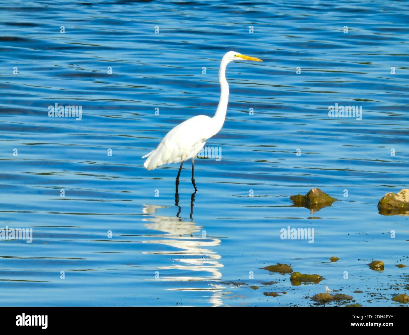 Ein großer Reiher Vogel steht in seichtem hellem Blauen See Wasser an einem Sommertag mit kleinen Wellen vorbei Rollen Stockfoto