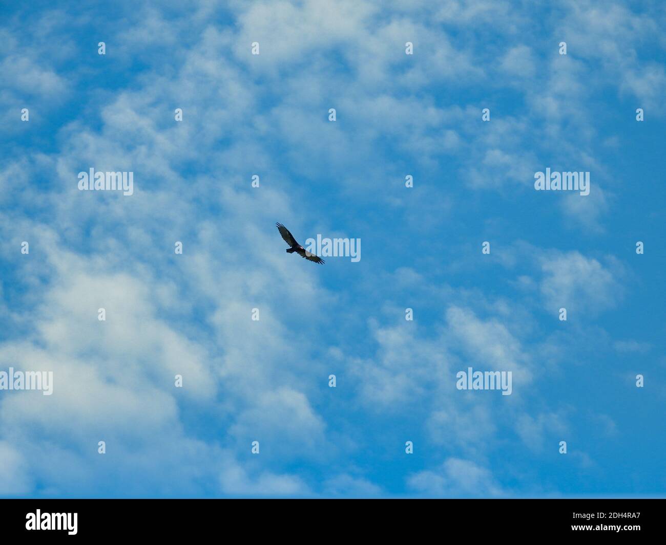 Türkei Geier Vogel hoch in bewölkt lebendige blauen Himmel mit Voller Wing Span, der im Wind aufsteigt Stockfoto
