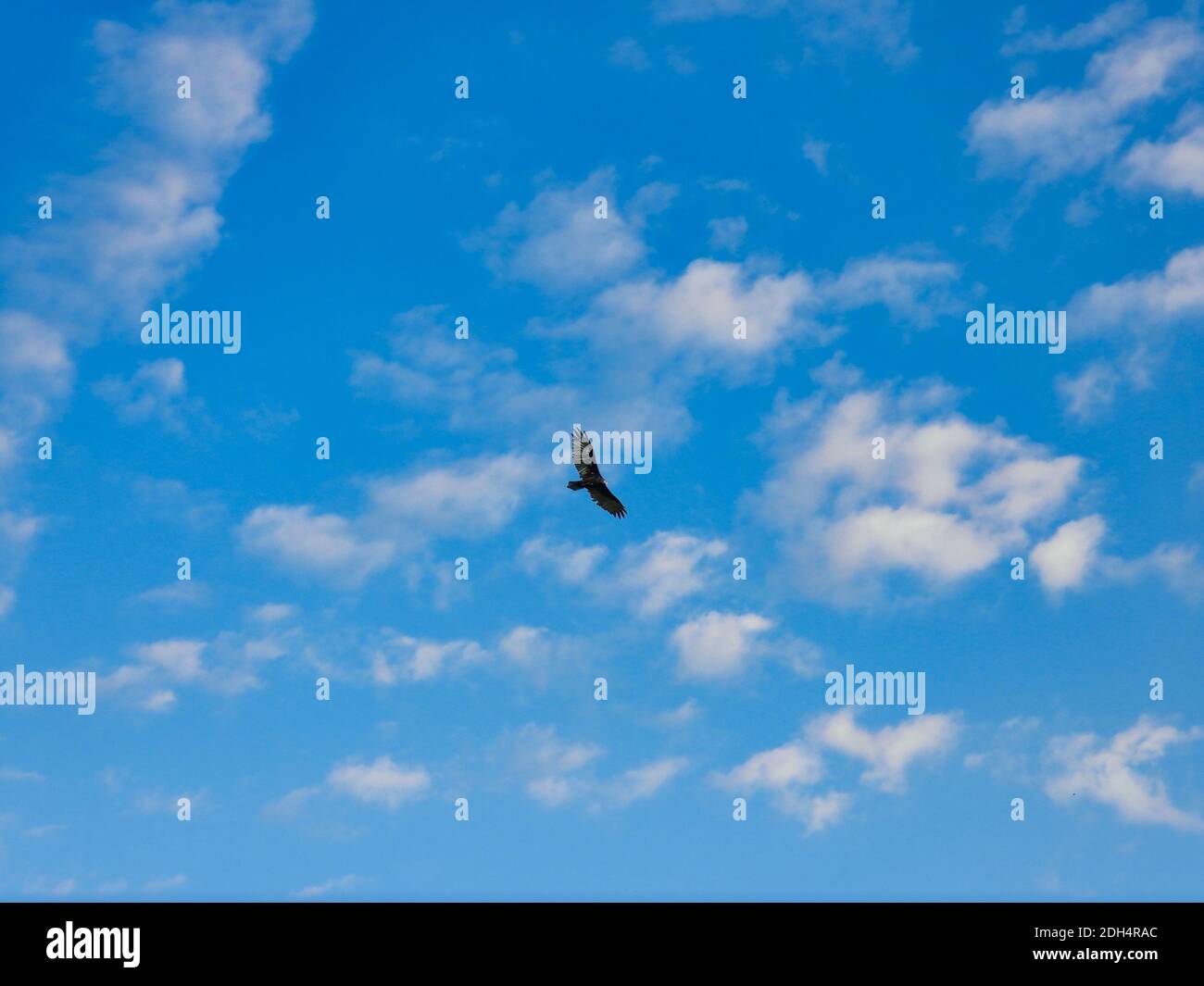 Türkei Geier Vogel im Flug mit Full Wing Span an Ein Sommertag mit blauem Himmel und ein paar Wolken Stockfoto