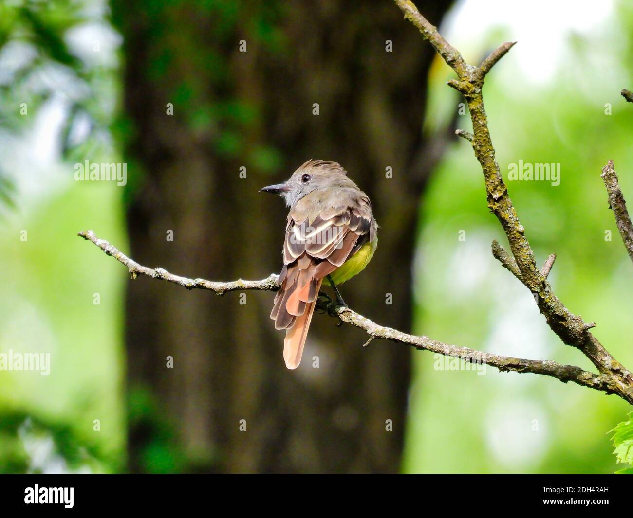 Flycatcher Bird sitzt allein auf einem schmalen Baum Zweig suchen Über der Schulter mit einem großen Baumstamm im Hintergrund Stockfoto