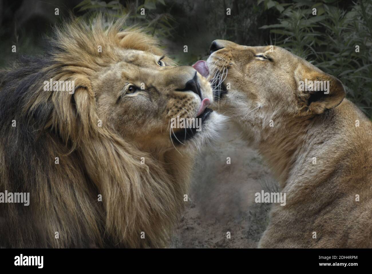 Er und sie - Löwen 2 Stockfoto