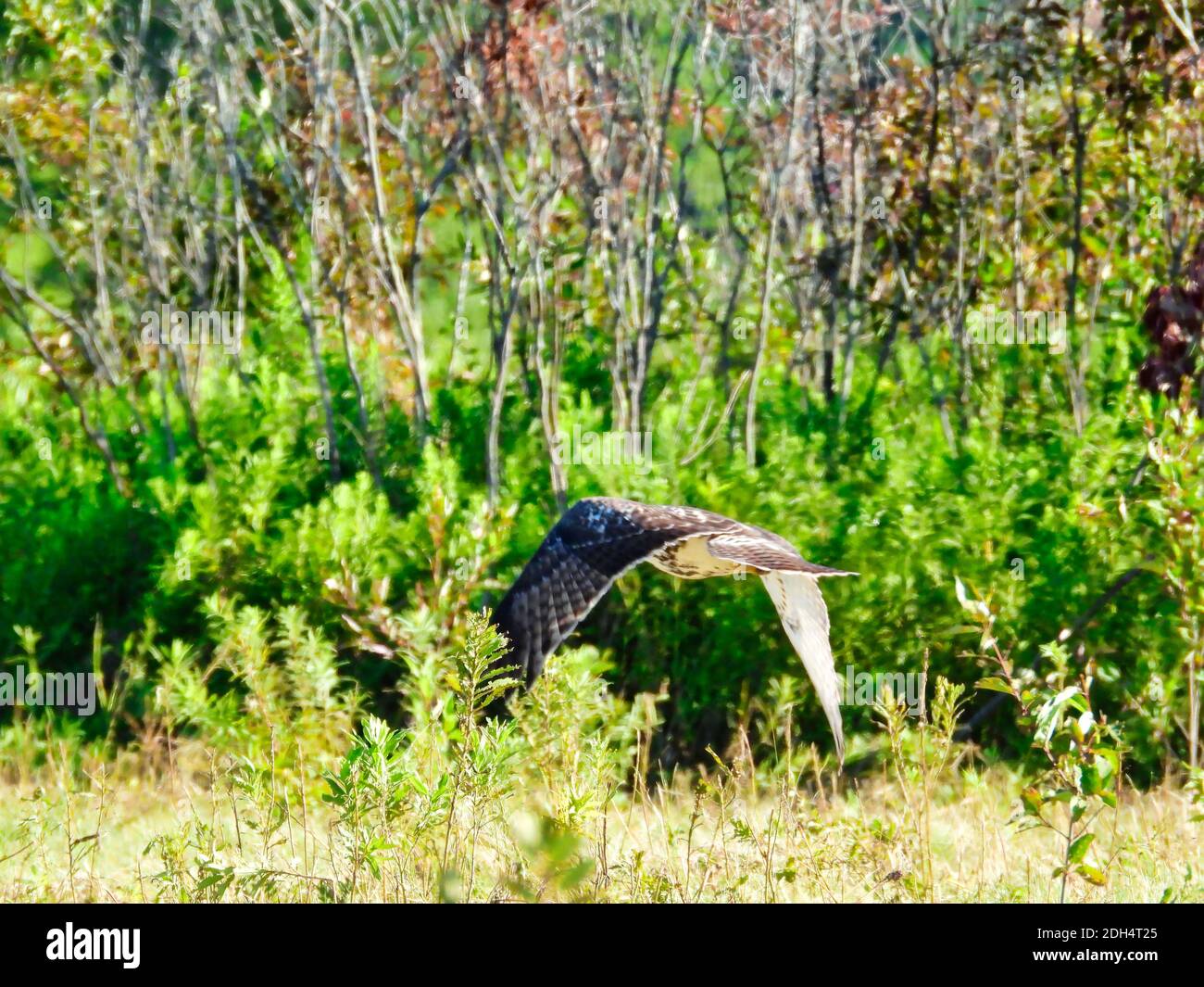 Ein Red-tailed Hawk Bird of Prey Raptor steigt im Flug auf Gerade über das Feld, wie es Jagd nach Beute auf Die Prairie an einem sonnigen Sommertag Stockfoto