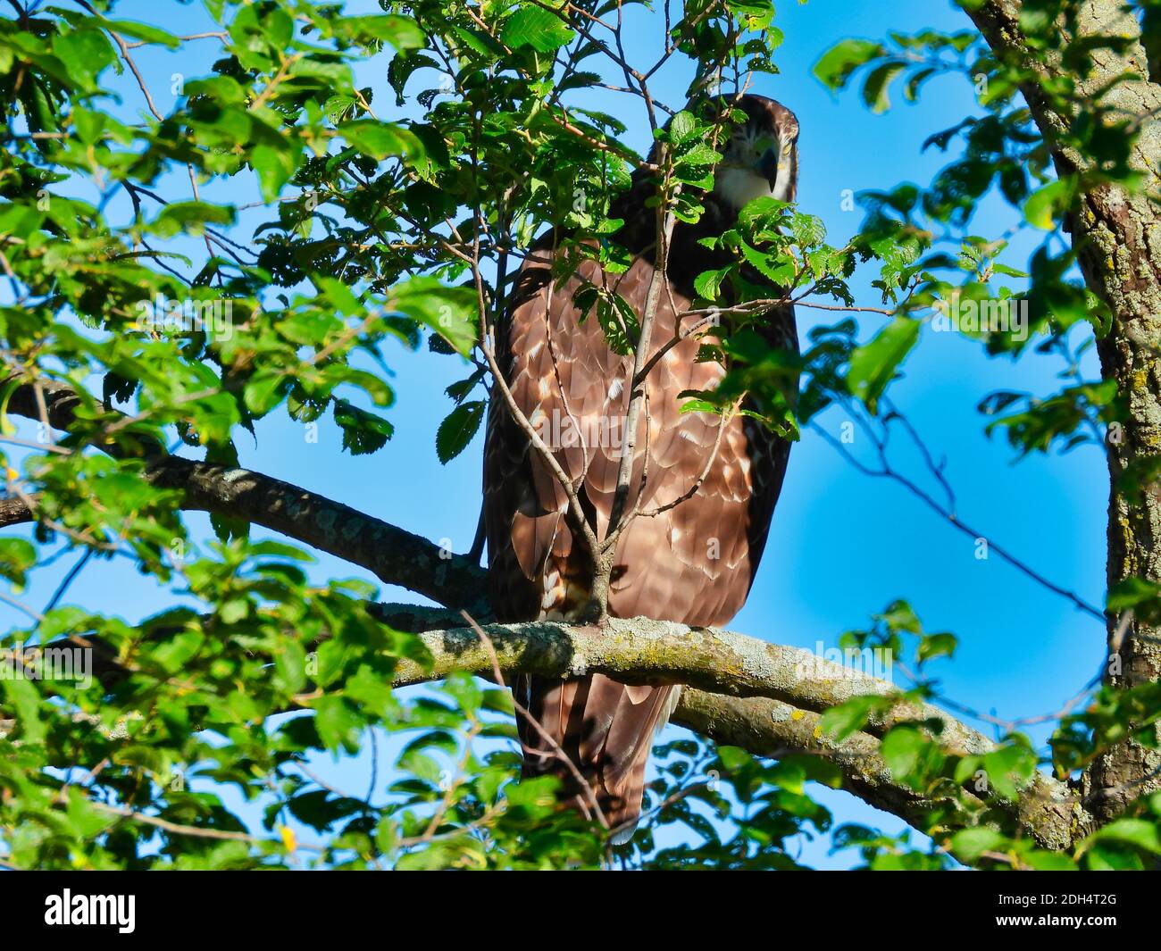 Ein Red-tailed Hawk tut seinen besten Job Verstecken und Tarnung In den Baumwipfeln schaut nach hinten mit Kopf kaum sichtbar In grünen Blättern des Tre Stockfoto