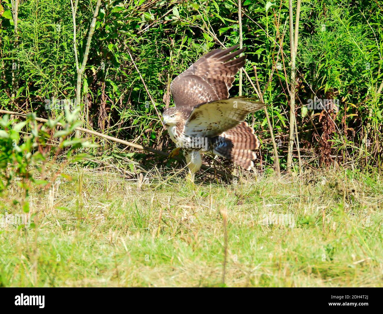 Ein Red-tailed Hawk Bird of Prey Raptor Getting Ready to Fliegen Sie, wie es auf dem Boden in einem Feld sitzt Vor dem Pinsel mit den Flügeln nach oben und dem Schwanz Ausgestellter Stockfoto